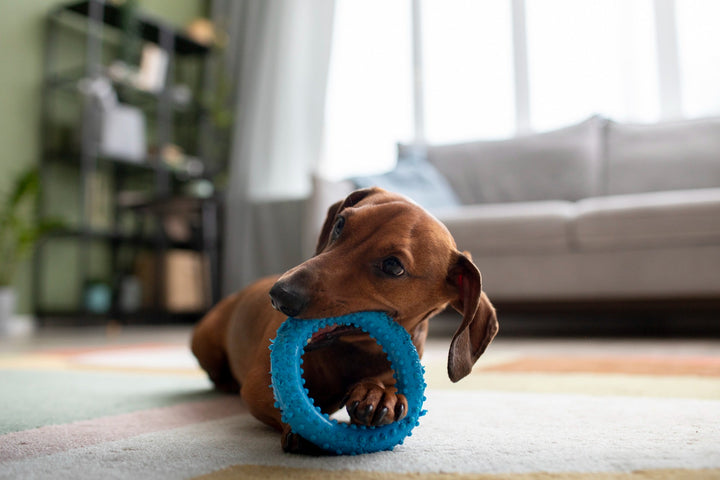 Signs Your Dog Needs a New Toy