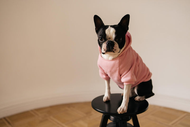 The Benefits of Dressing Up Your Pet