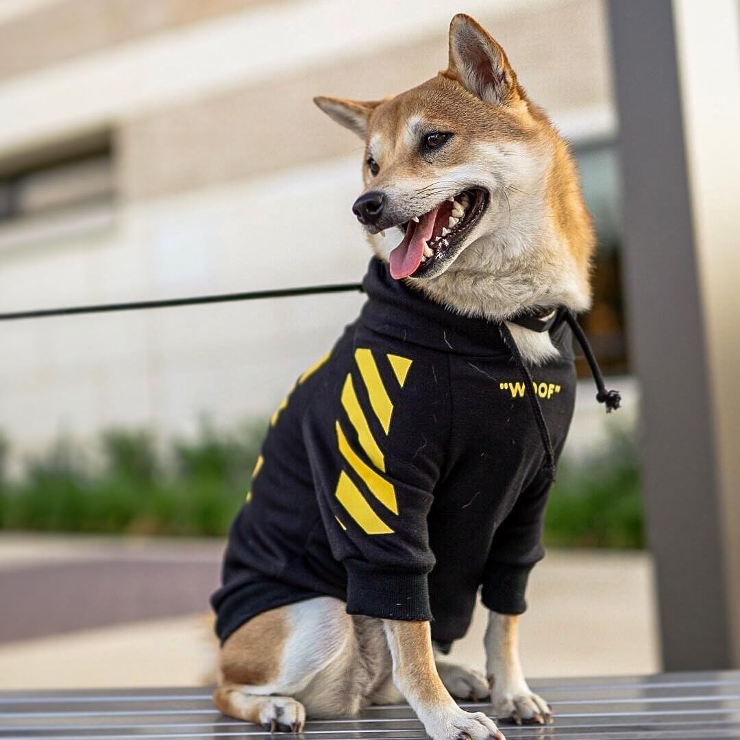 Pet fashion  three-stripe dog sweater