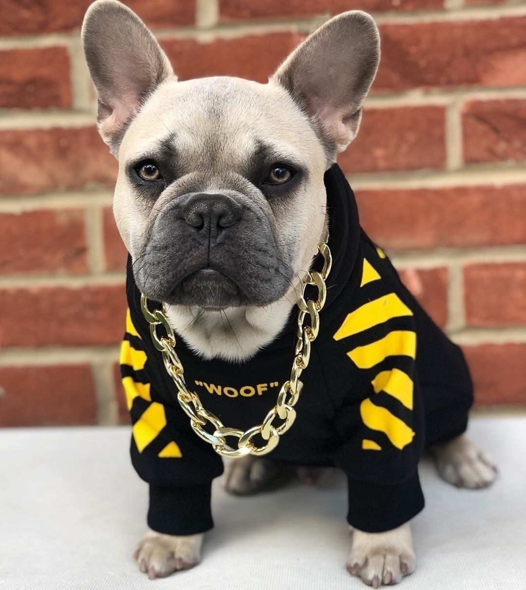 Pet fashion  three-stripe dog sweater