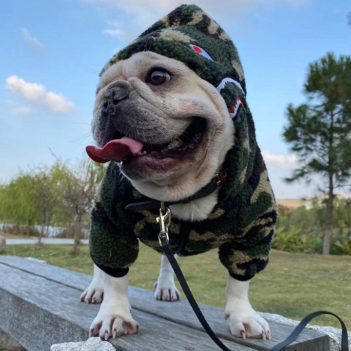 Teddy French Fighting Dog Clothes