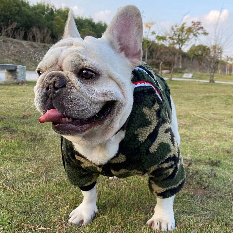 Teddy French Fighting Dog Clothes