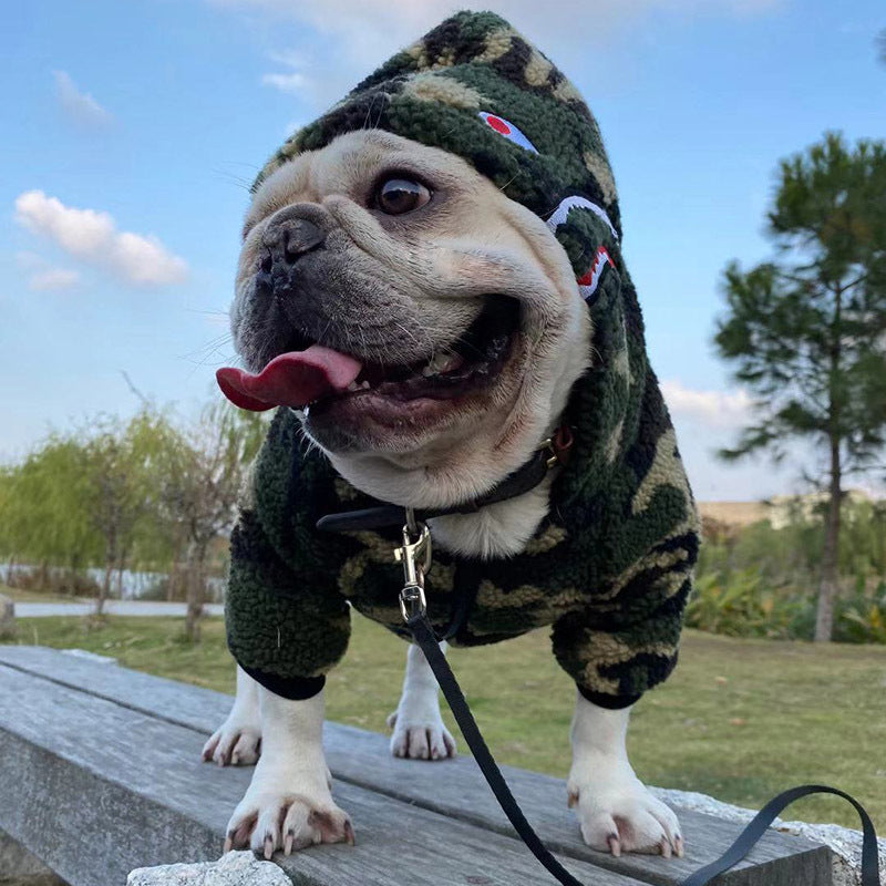 Teddy French Fighting Dog Clothes