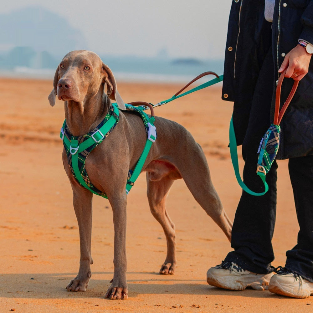Dog Breast Strap Hand Holding Rope