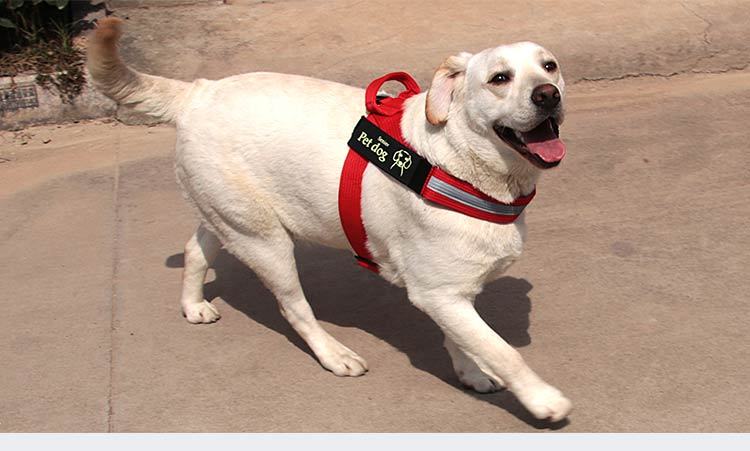 Dog Walking Chain Leash